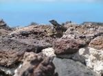 28011 Lizard on volcanic rocks and blue sky.jpg